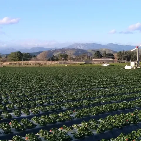 Strawberry field
