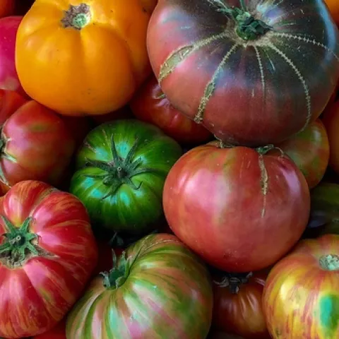 Heirloom tomatoes. Kim Schwind