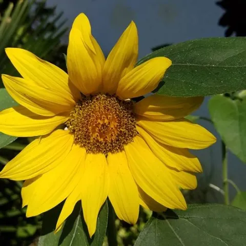 Grow a sunflower - Photos by Paula Pashby