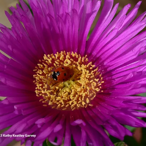A lady beetle nestled in an ice plant blossom. (Photo by Kathy Keatley Garvey)