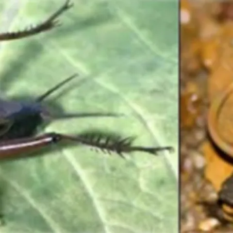 Creighton University biologist Amy Worthington will show these two illustrations at her seminar: At left is a sand field cricket, Gryllus firmus, and at right, a horsehair worm, Paragordius varius.