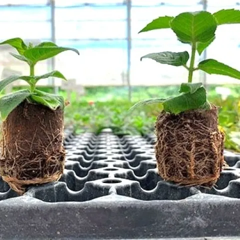 mycorrhizal root system