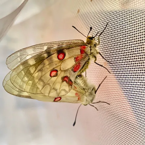 American Apollo butterflies (Parnassius clodius) mating. (Photo by Gary Ge)
