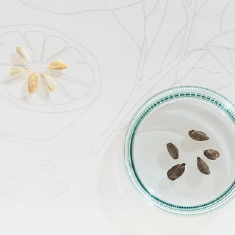 Roman-era lemon pips from a votive deposit in the Carcer Tullianum by diffendale is licensed under CC BY-NC-SA 2.0.