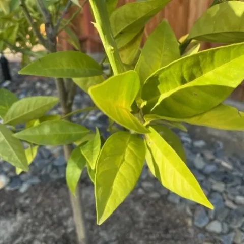 Bright yellowish green leaves.