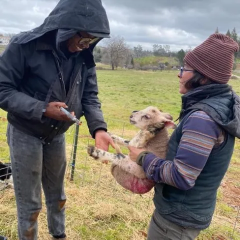 New livestock producers - learning to manage sheep "in all weathers!"