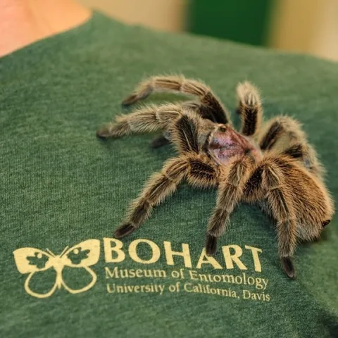 This is Peaches, a Chilean rose hair tarantula (Grammostola rosea) in the Bohart Museum's live petting zoo. (Photo by Kathy Keatley Garvey)