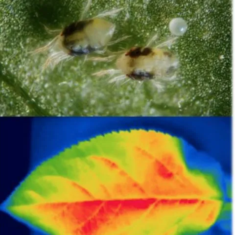 These images will help tell the story when ecologist Sylvain Pincebourde presents a UC Davis-sponsored seminar on climate change on March 15.