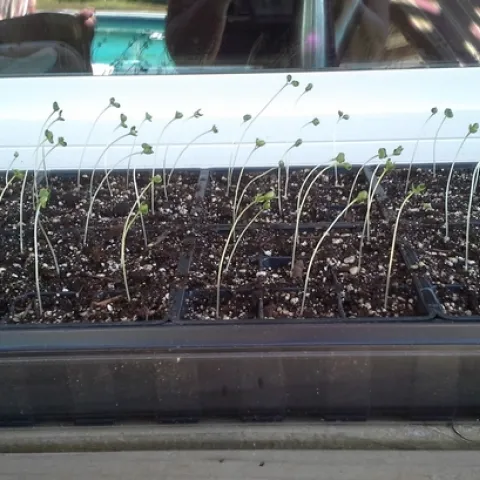 Result of too little light