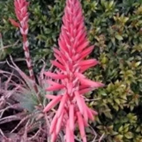 Aloe by Michelle Krespi