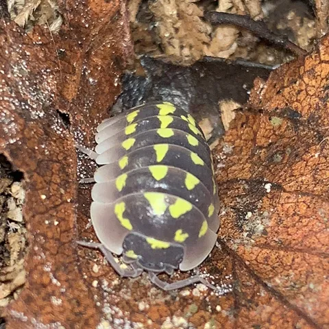 An isopod, a crustacean, has 14 legs. This is an Armadillidium gestroi, also known as high yellow spotted isopod, originating from the shores of France near limestone, sandstone, and granite. (Photo by Elijah Shih)