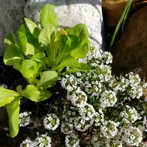 photos by Karen Norton