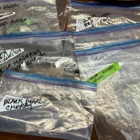 photo by Tina Saravia