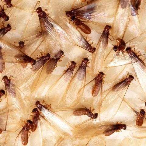 Winged subterranean termites. Photo credit: Scott Bauer, USDA Agricultural Research Service, Bugwood.org