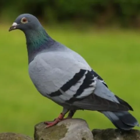 A racing pigeon.