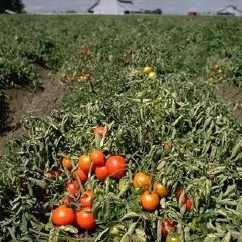 Field of ripe processing tomatoes (UC IPM)