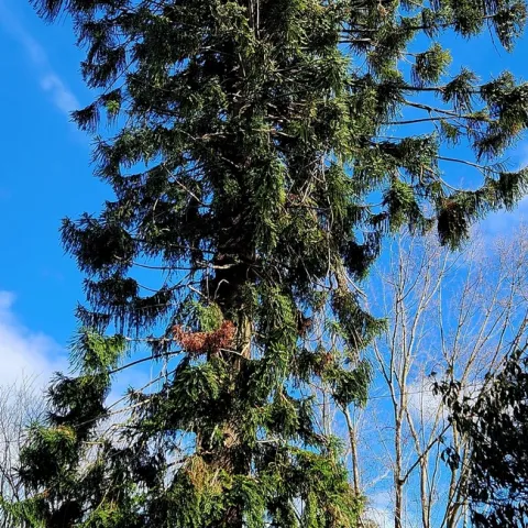 Bunya-Bunya Fuller Park Napa (Tom Hixson UC MG NC)