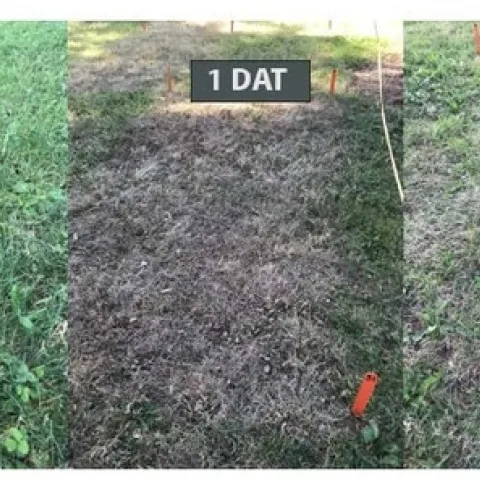 Figure 1. Burndown activity can be seen quickly after application of many contact organic herbicides.
DAT = days after treatment.