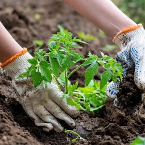 Photo of tomato seedling being planted.
