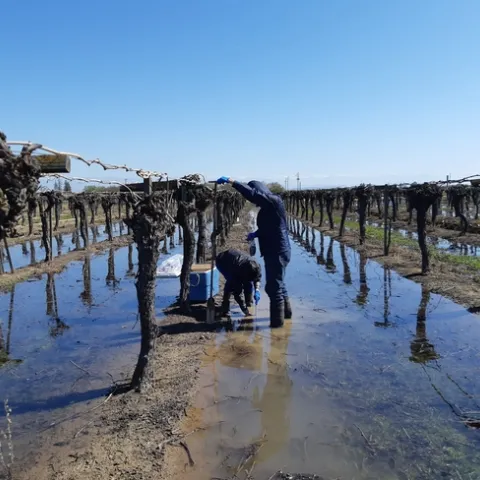Researchers standing in a flooded Thompson seedless grape vineyard