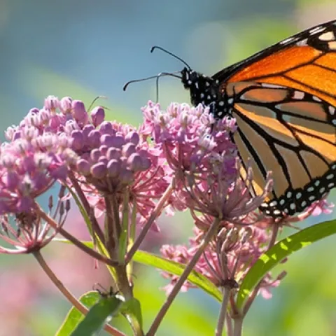 Monarch on milkweed (dnrt.org)