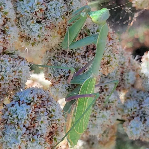 Praying mantis on CA buckwheat. Jeanette Alosi
