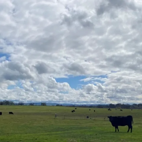 Cattle grazing on annual rangeland in Western Placer County - March 20, 2023