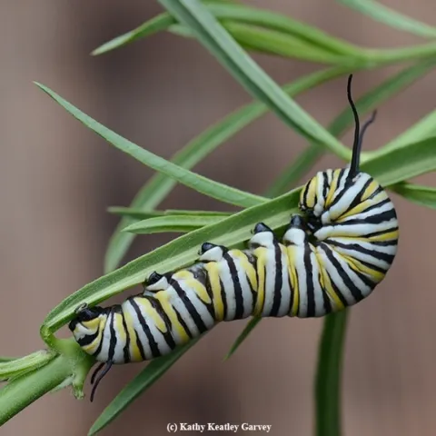 A monarch caterpillar, Danaus plexippus, munching on milkweed. (Photo by Kathy Keatley Garvey)
