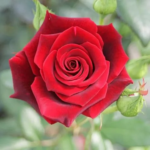 ‘Black Magic’ rose (picture courtesy of Florabundance)