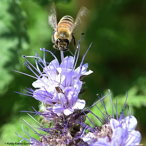A honey bee forages on a lacy phacelia (Phacelia tanacetifolia) in the Joseph and Emma Lin Biological Orchard and Garden (BOG) at UC Davis. (Photo by Kathy Keatley Garvey)