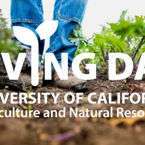 Giving Day. Boots and blue jean-clad legs standing in a field of leafy greens.