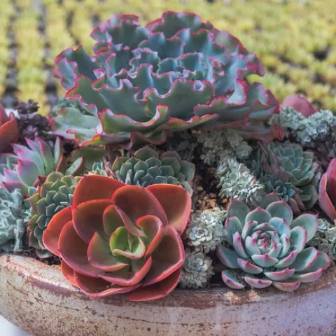 Pale blue, green and reddish colored succulents arranged in a terra cotta bowl.