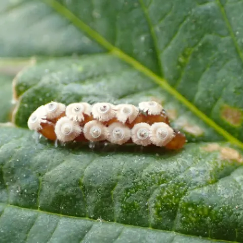 Whitney Cranshaw, Colorado State University, Bugwood.org