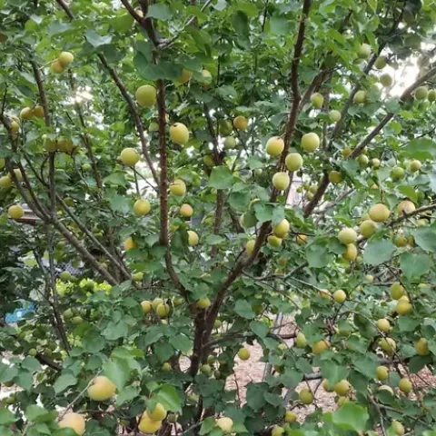 Apricots ripening on a healthy tree. Jeanette Alosi