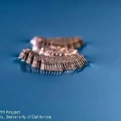 Eggs of Culex sp. mosquitoes are laid in floating rafts. Photo by Jack Kelly Clark.