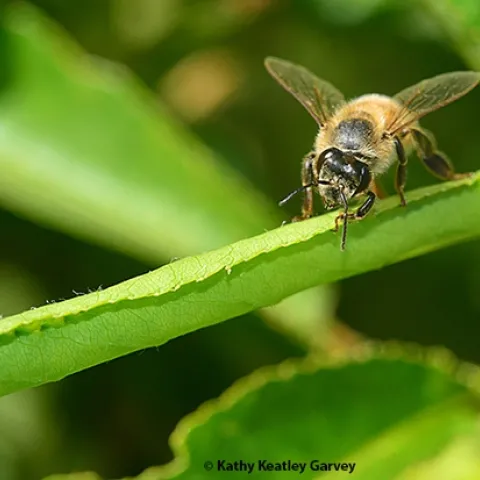 A sick bee crawling on a leaf. (Photo by Kathy Keatley Garvey)