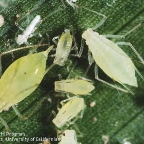 Photo of wingless adult aphids and nymph-stage aphids