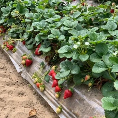 WatsonvilleFruitonPlant