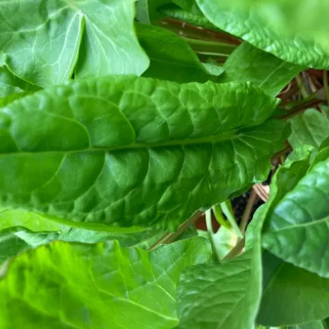 photos by Michelle Davis