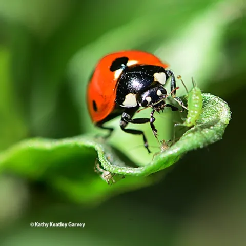 A lady beetle, aka ladybug, gets ready to devour an aphid. (Photo by Kathy Keatley Garvey)