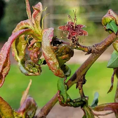 Peach leaf curl on new peach leaves. Jeanette Alosi