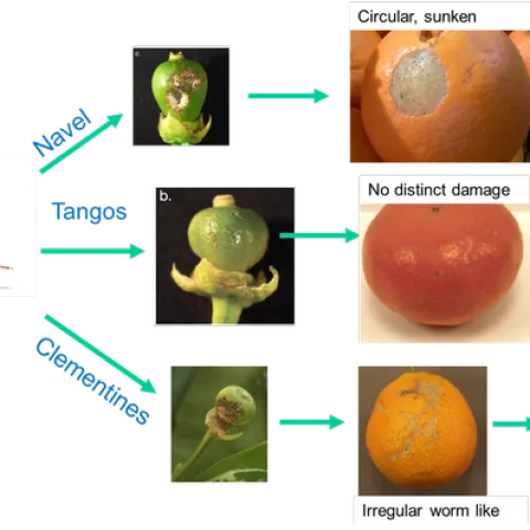 Pictorial summary of katydid damage