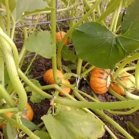 Kindred Orange Buttercup Squash (greatlakesstapleseeds.com)