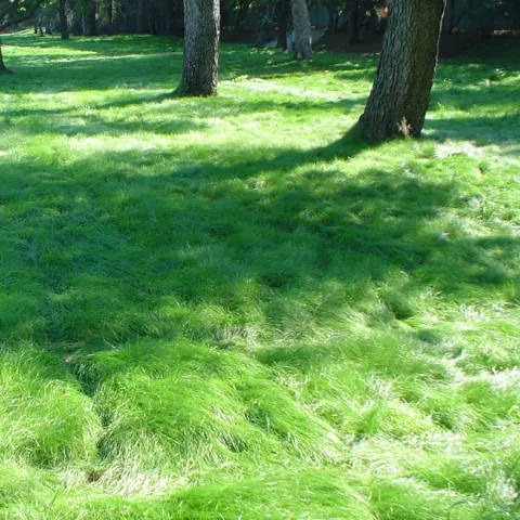 California Native Grass, another lawn replacement choice
