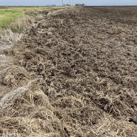 Photo of a rice field where soil, which appears moist, and rice straw on top of the soil are drying
