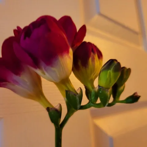 Maroon Freesia - P. Pashby