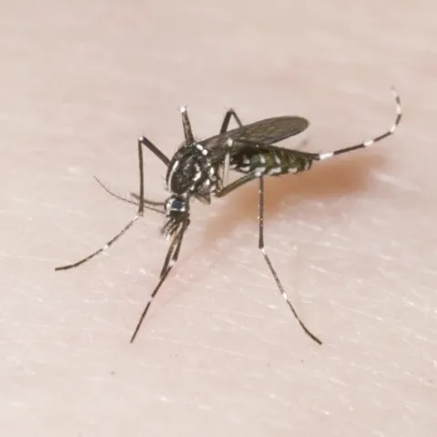 The invasive Asian tiger mosquito (Aedes albopictus). Photo by Susan Ellis, Bugwood.org