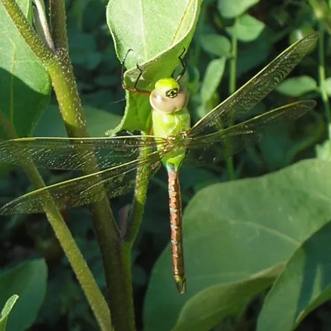 Green Darner Dragonfly pauses on eggplant. Laura Lukes