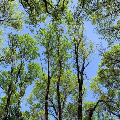 View of Lone Bobcat Woods, Forest Stewardship Placer-Nevada County field day. Photo credit: Kim Ingram.
