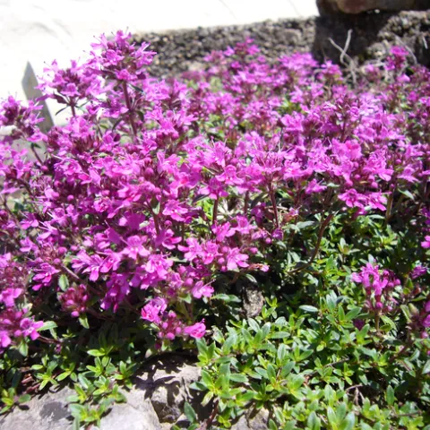 Creeping Red Thyme